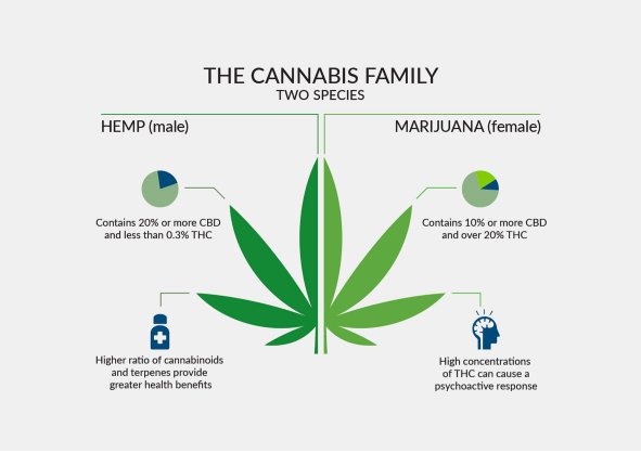 the cannabis family